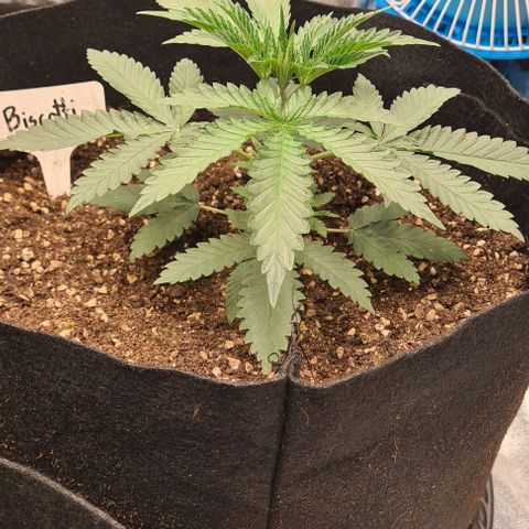 Biscotti Mintz growlog timeline photo