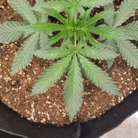 Biscotti Mintz growlog timeline photo