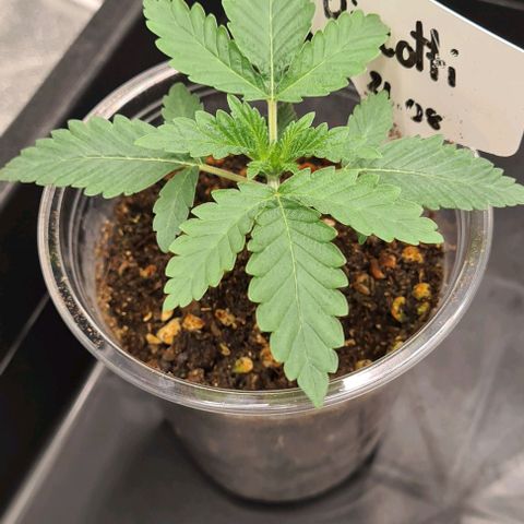 Biscotti Mintz growlog timeline photo