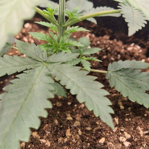 Biscotti Mintz growlog timeline photo