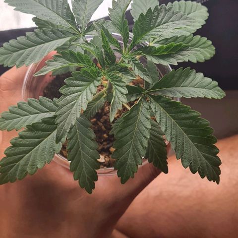 Biscotti Mintz growlog photo: Heat stress Add ac 27°c 

