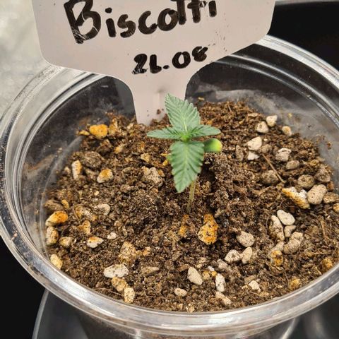 Biscotti Mintz growlog photo: 19:32 before watering