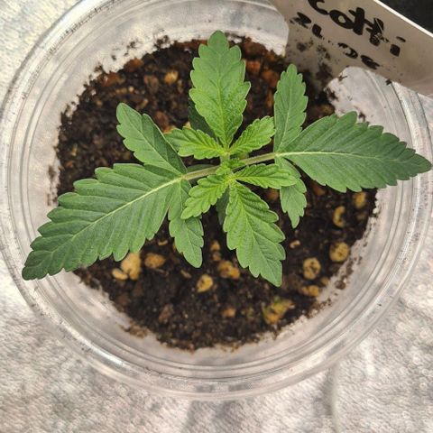 Biscotti Mintz growlog timeline photo