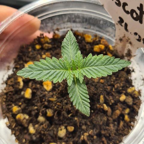 Biscotti Mintz growlog timeline photo