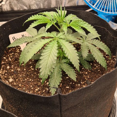 Biscotti Mintz growlog timeline photo