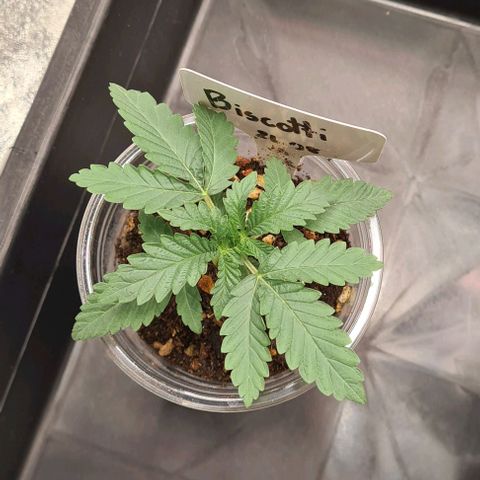 Biscotti Mintz growlog timeline photo
