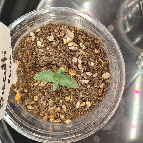 Biscotti Mintz growlog photo: 19:32 before watering