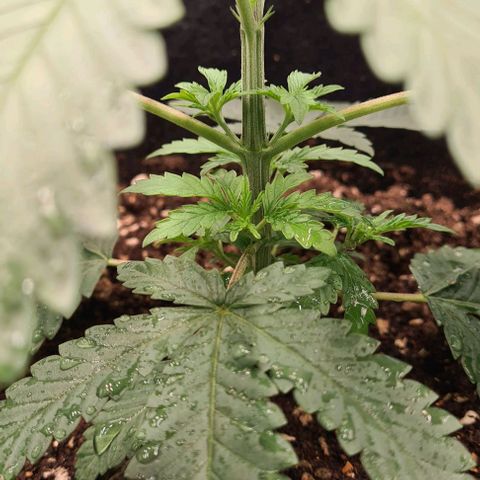 Biscotti Mintz growlog timeline photo