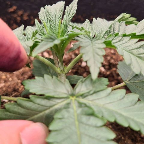 Biscotti Mintz growlog timeline photo