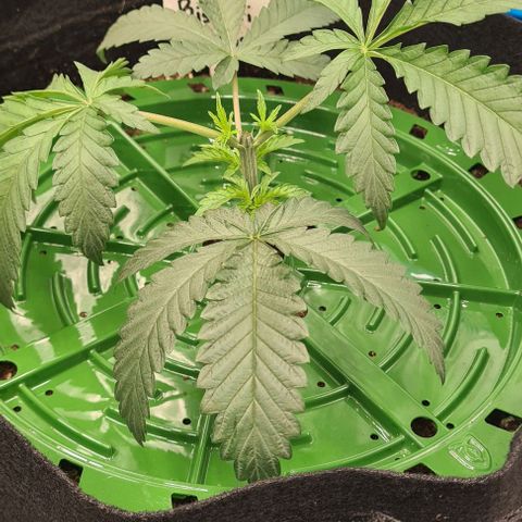 Biscotti Mintz growlog timeline photo