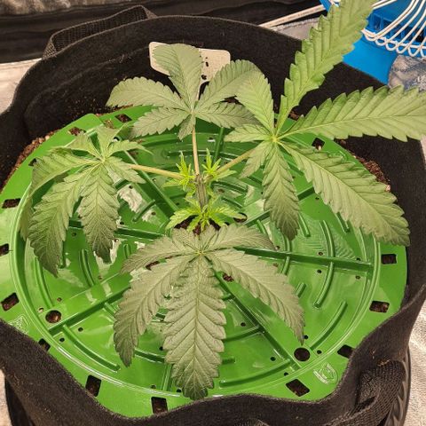 Biscotti Mintz growlog timeline photo