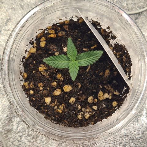 Biscotti Mintz growlog timeline photo