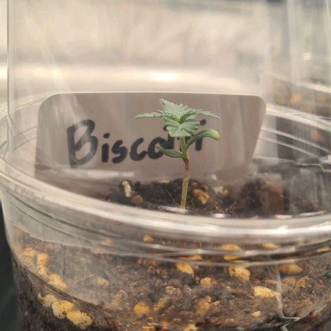 Biscotti Mintz growlog photo: 23:06