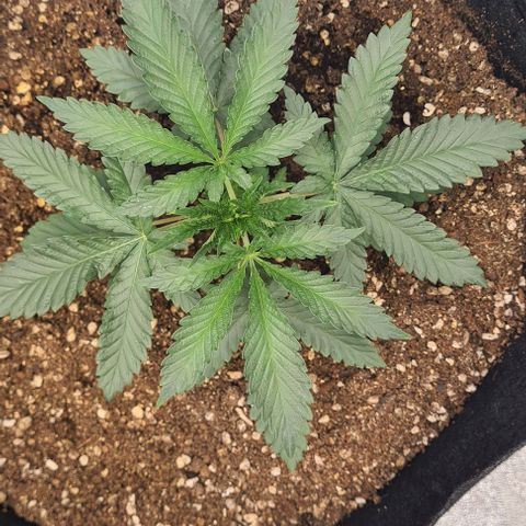 Biscotti Mintz growlog timeline photo