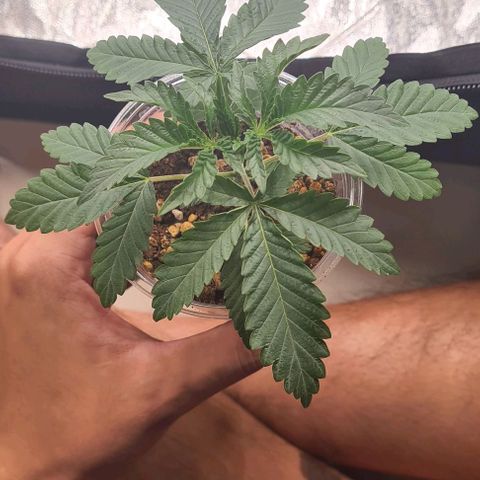 Biscotti Mintz growlog photo: Heat stress Add ac 27°c 

