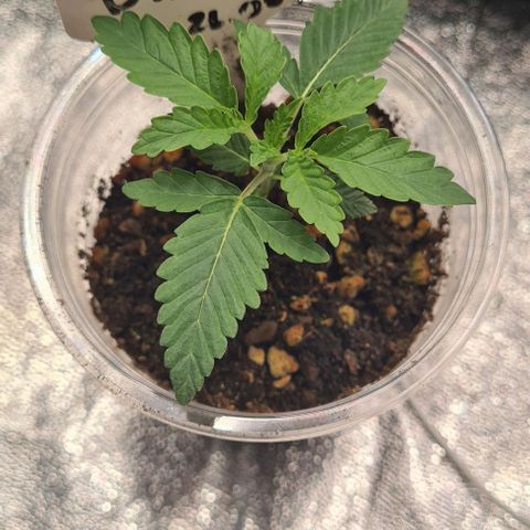 Biscotti Mintz growlog timeline photo