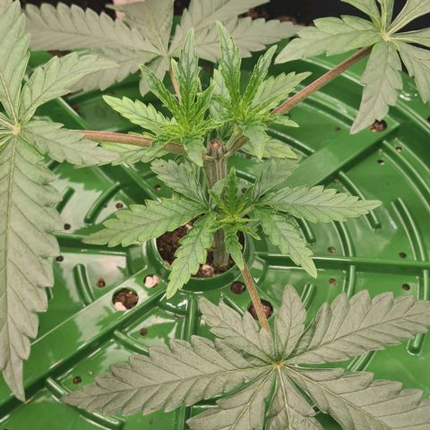 Biscotti Mintz growlog timeline photo