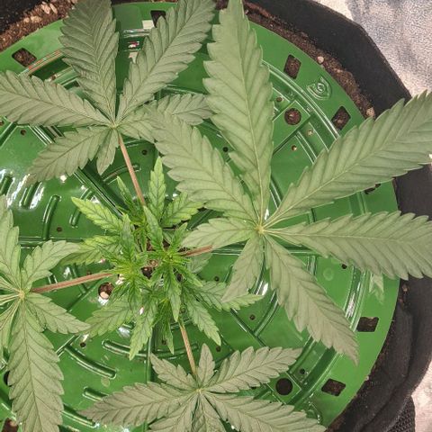 Biscotti Mintz growlog timeline photo