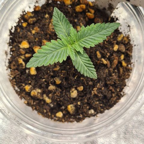 Biscotti Mintz growlog timeline photo