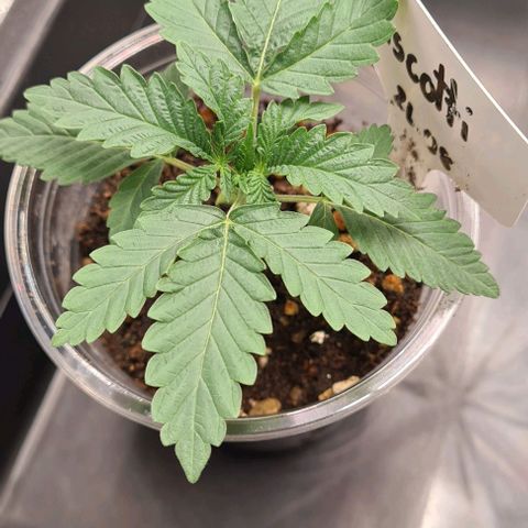 Biscotti Mintz growlog timeline photo