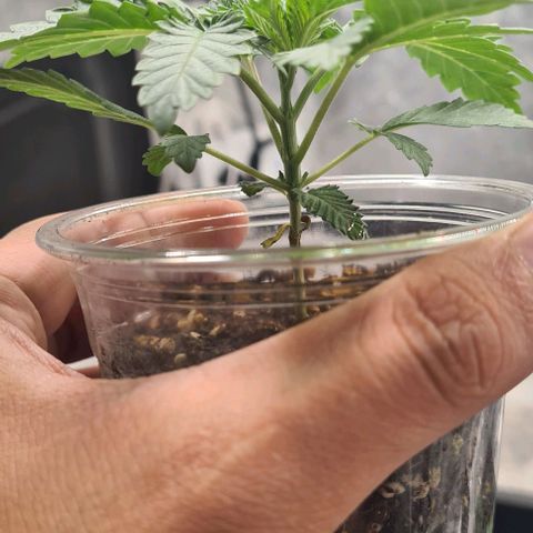 Biscotti Mintz growlog timeline photo