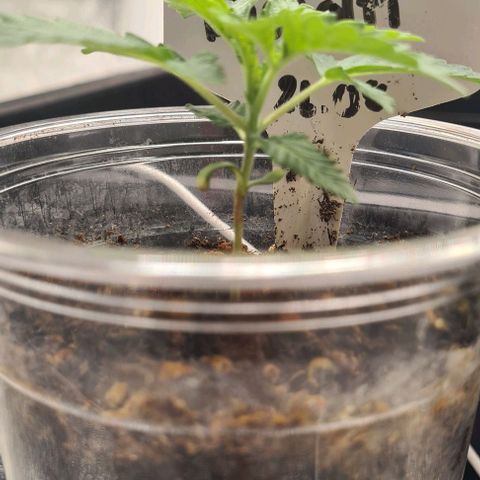 Biscotti Mintz growlog timeline photo