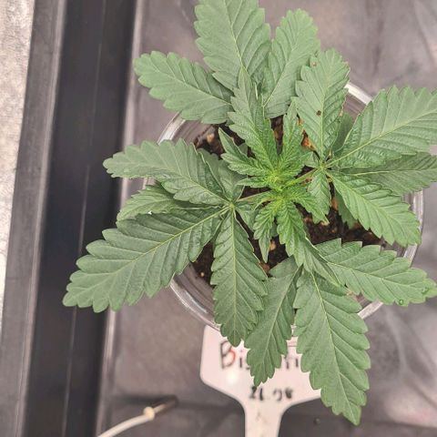 Biscotti Mintz growlog timeline photo