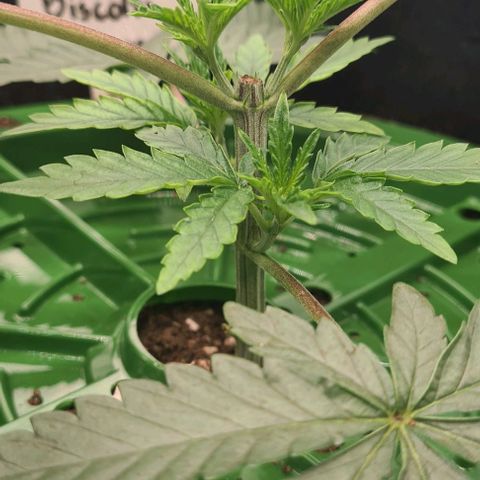 Biscotti Mintz growlog timeline photo
