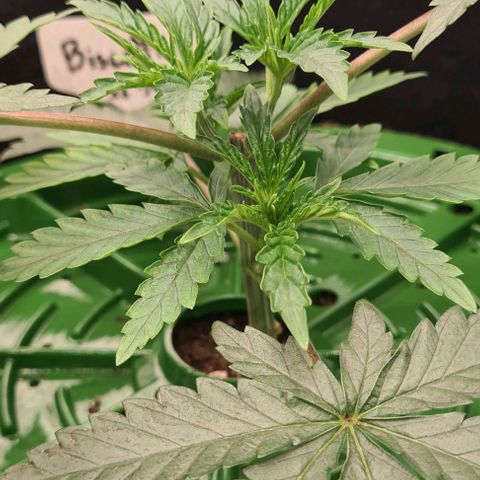 Biscotti Mintz growlog timeline photo