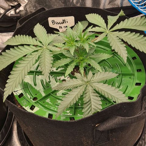 Biscotti Mintz growlog timeline photo