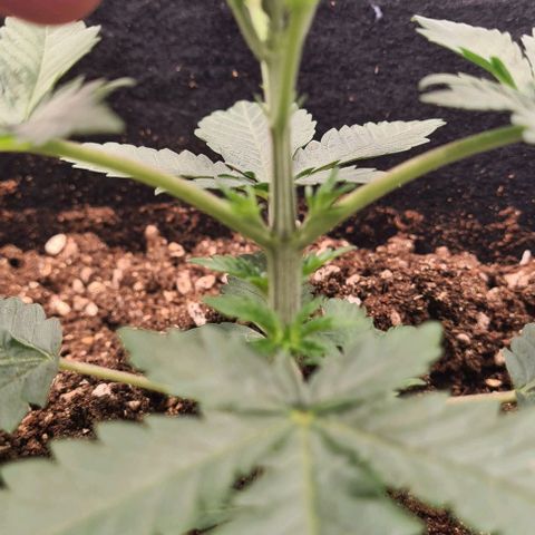 Biscotti Mintz growlog timeline photo