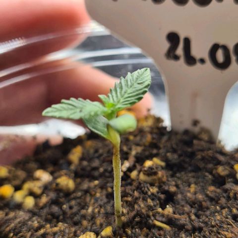 Biscotti Mintz growlog timeline photo