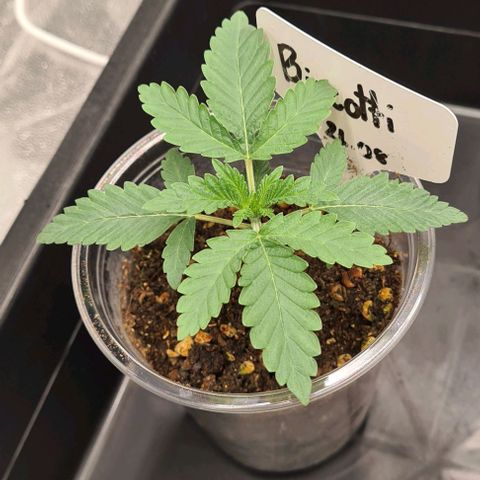 Biscotti Mintz growlog timeline photo