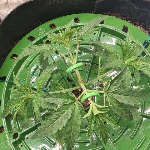 Biscotti Mintz growlog timeline photo