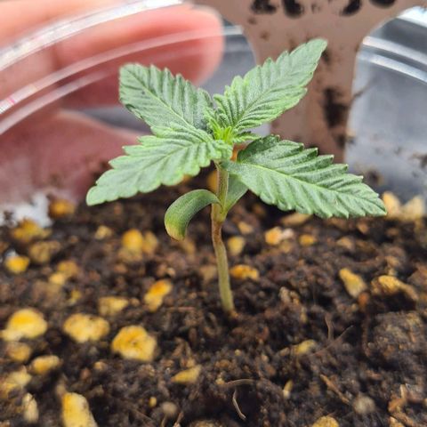 Biscotti Mintz growlog timeline photo