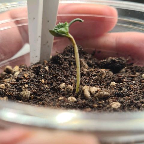 Biscotti Mintz growlog timeline photo