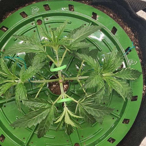 Biscotti Mintz growlog timeline photo