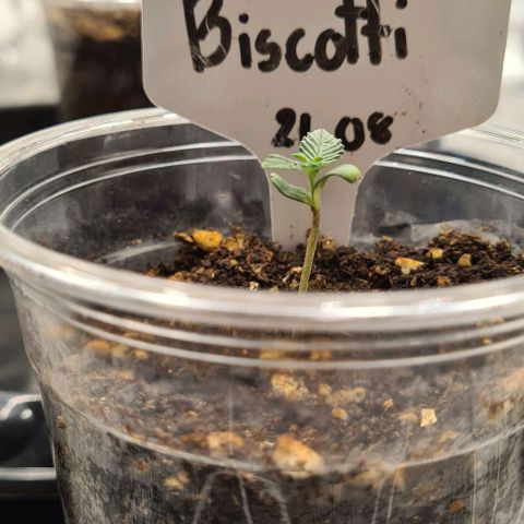 Biscotti Mintz growlog timeline photo