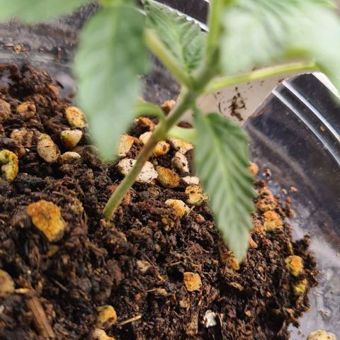 Biscotti Mintz growlog timeline photo