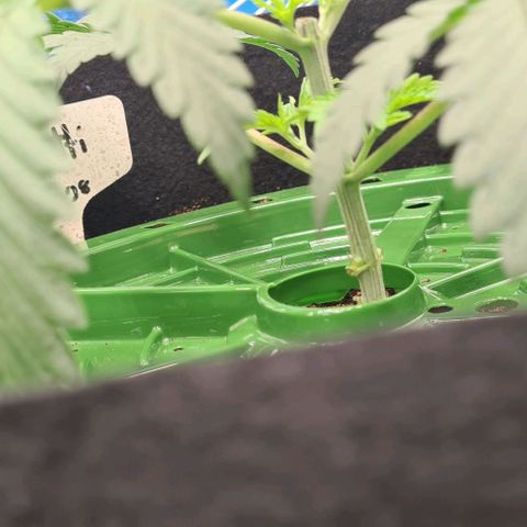 Biscotti Mintz growlog timeline photo