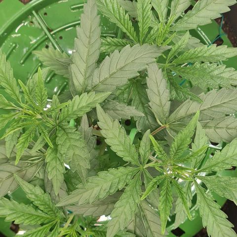 Biscotti Mintz growlog timeline photo