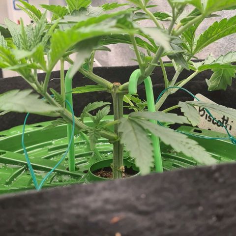 Biscotti Mintz growlog timeline photo