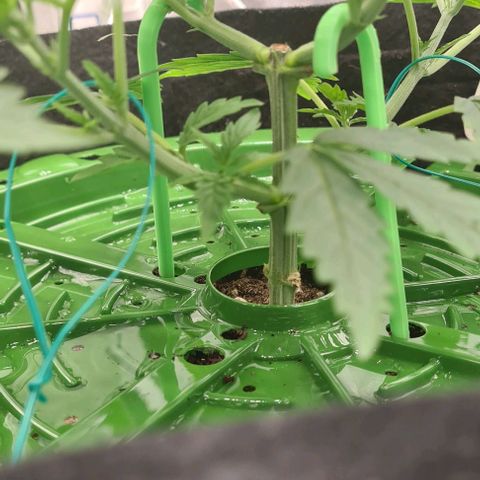 Biscotti Mintz growlog timeline photo