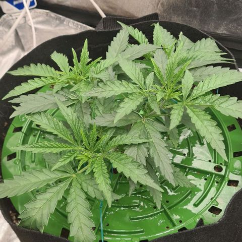 Biscotti Mintz growlog timeline photo