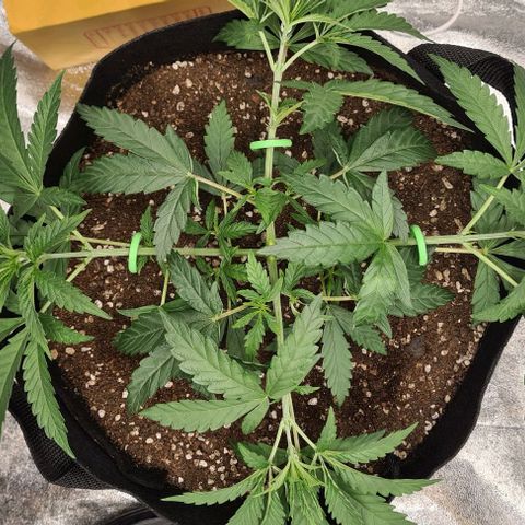 Biscotti Mintz growlog timeline photo