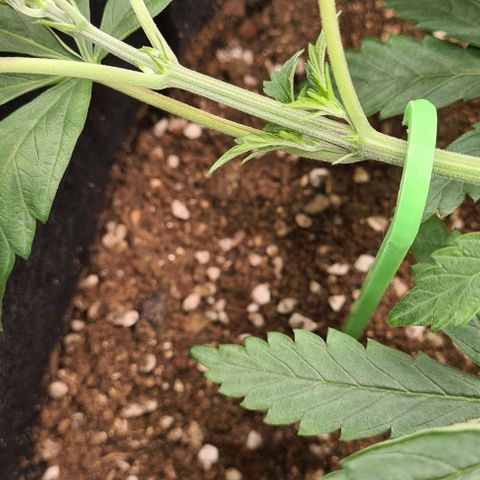 Biscotti Mintz growlog timeline photo