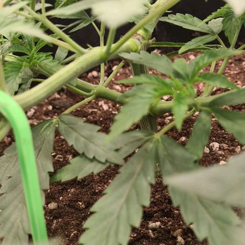 Biscotti Mintz growlog timeline photo