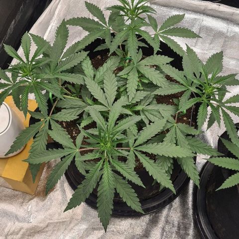 Biscotti Mintz growlog timeline photo