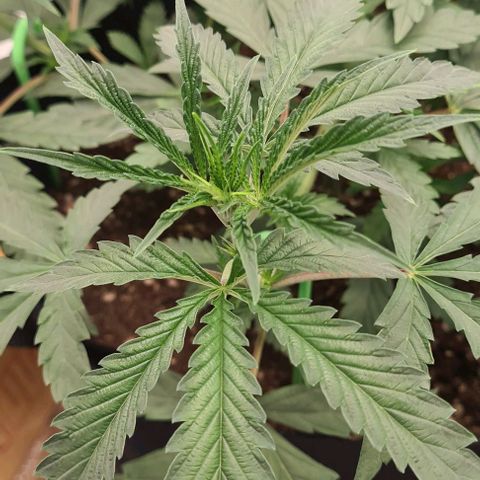 Biscotti Mintz growlog timeline photo