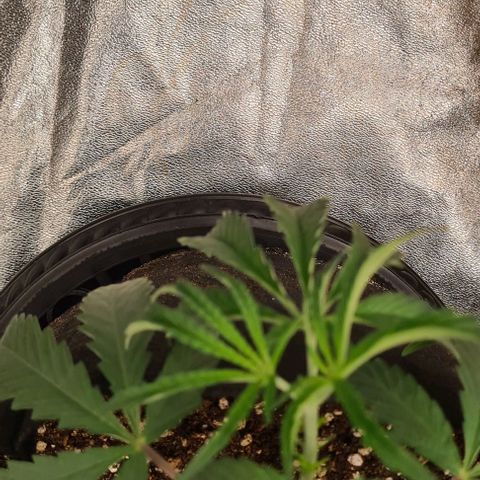 Biscotti Mintz growlog timeline photo